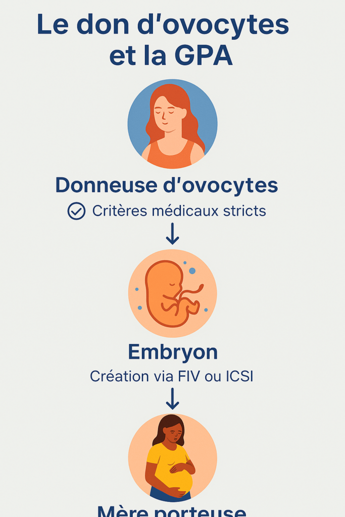 don ovocytes