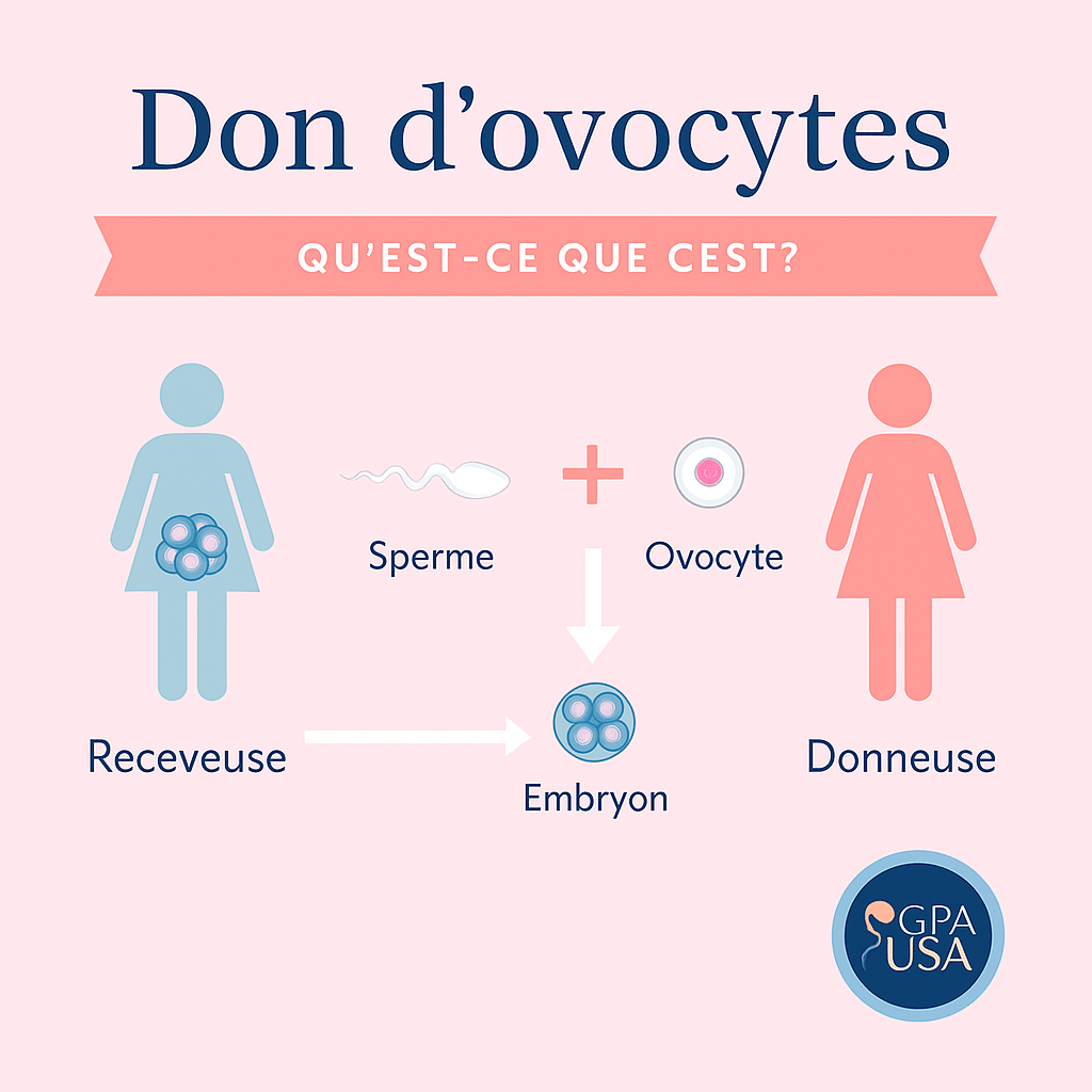 don ovocytes