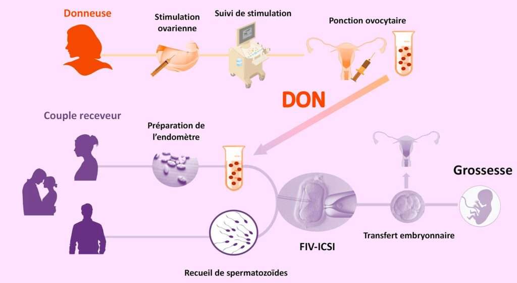 don ovocytes