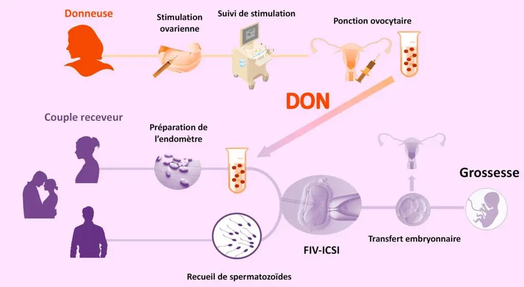 don ovocytes